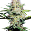 Sensi Seeds Sensi Skunk Automatic