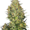 Shiva Skunk Femminizzati - Sensi Seeds