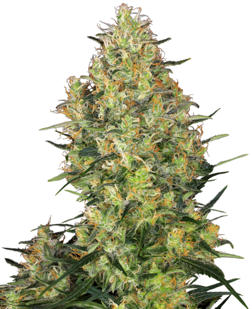 Shiva Skunk Femminizzati - Sensi Seeds