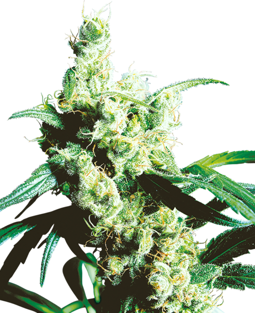 Silver Haze Femminizzati - Sensi Seeds