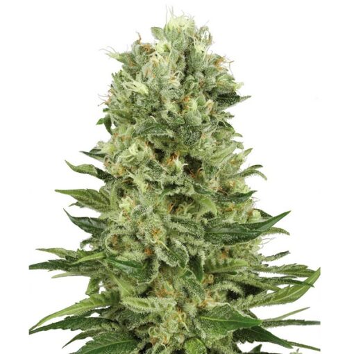 Skunk #1 Automatic - Sensi Seeds White Label