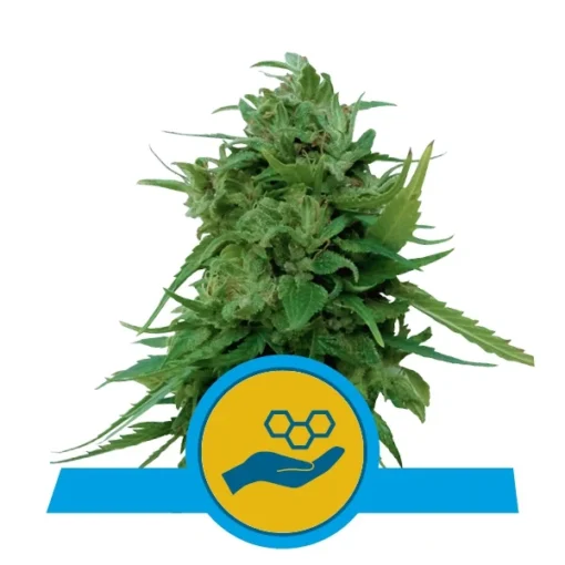 Solomatic CBD Auto - Royal Queen Seeds