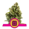 Sour Diesel - Royal Queen Seeds