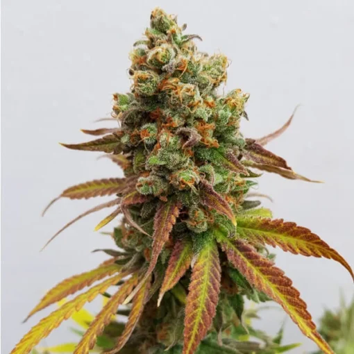 Special Queen 1 - Royal Queen Seeds