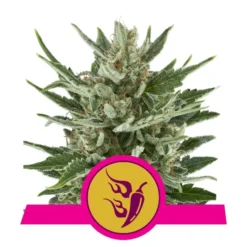 Speedy Chile - Royal Queen Seeds
