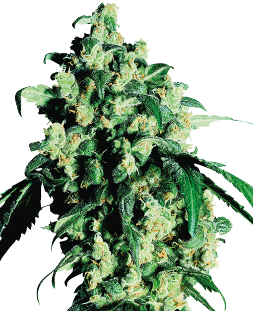 Super Skunk Regolari - Sensi Seeds