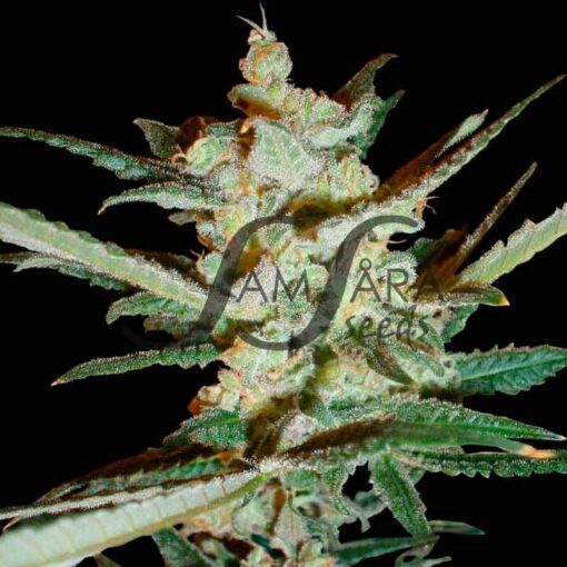 Supersonic Cristal Storm Auto - Samsara Seeds