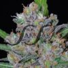 Sweet Black Angel - Samsara Seeds