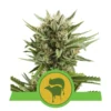 Sweet Skunk Auto - Royal Queen Seeds