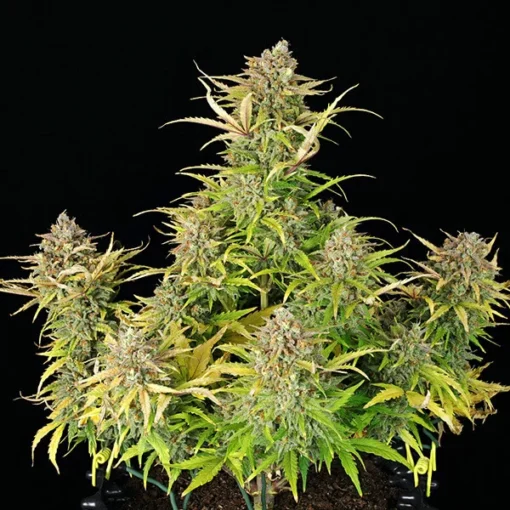 Sweet ZZ Auto - Royal Queen Seeds