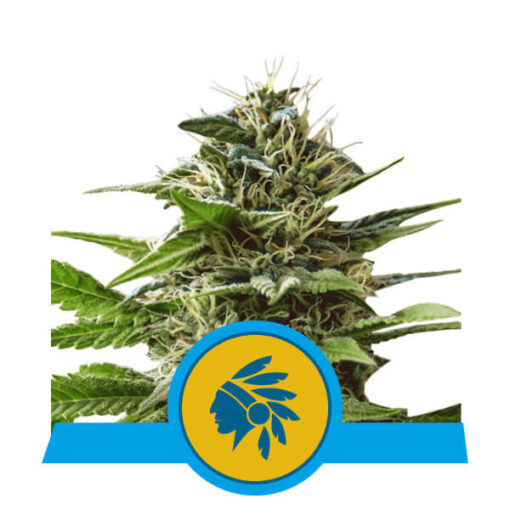 Tatanka Pure CBD - Royal Queen Seeds