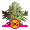 Triple G - Royal Queen Seeds