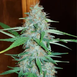 White Widow - Royal Queen Seeds