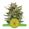 White Widow Auto - Royal Queen Seeds