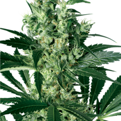 X Haze Femminizzati - Sensi Seeds White Label