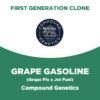 Grape Gasoline | Compound Genetics | First Generation Clone