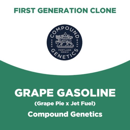 Grape Gasoline | Compound Genetics | First Generation Clone