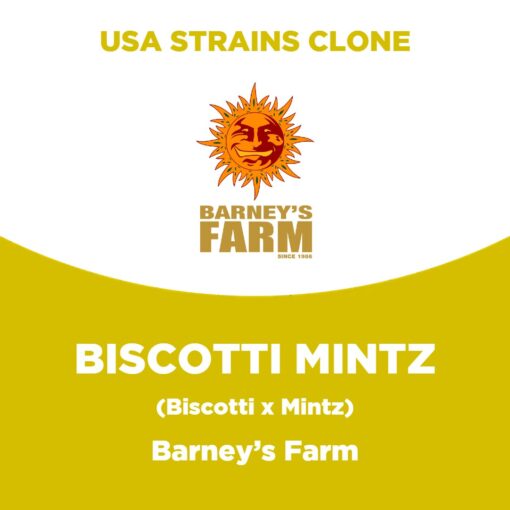 Biscotti Mintz | Barney’s Farm | USA Strains Clone