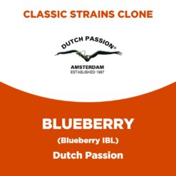 Blueberry | Dutch Passion | Classic Strains Clone