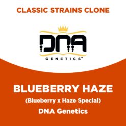 Blueberry Haze | DNA Genetics | Classic Strains Clone