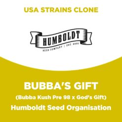 Bubba's Gift | Humboldt Seed Organisation | USA Strains Clone