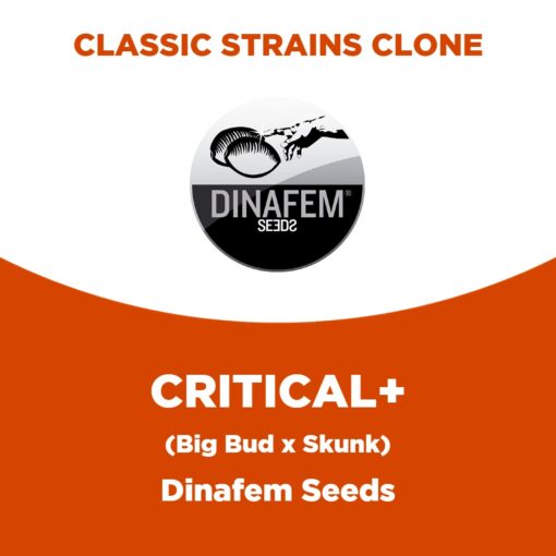 Critical+ | Dinafem Seeds | Classic Strains Clone