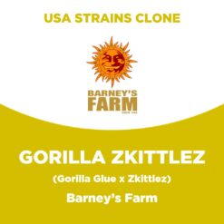 Gorilla Zkittlez | Barney’s Farm | USA Strains Clone