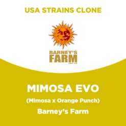 Mimosa EVO
