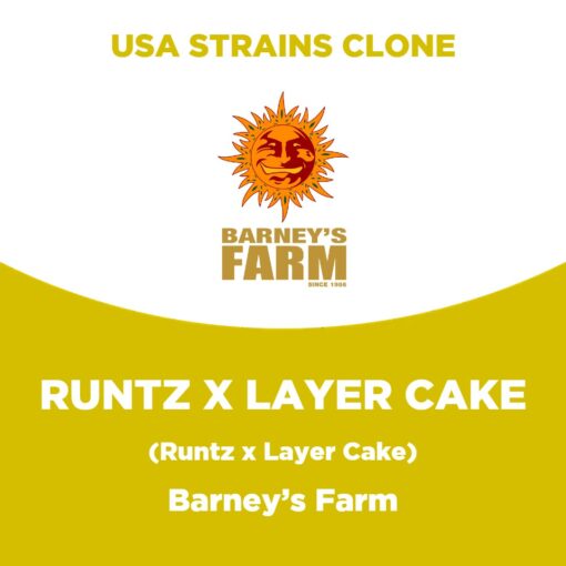 Runtz x Layer Cake