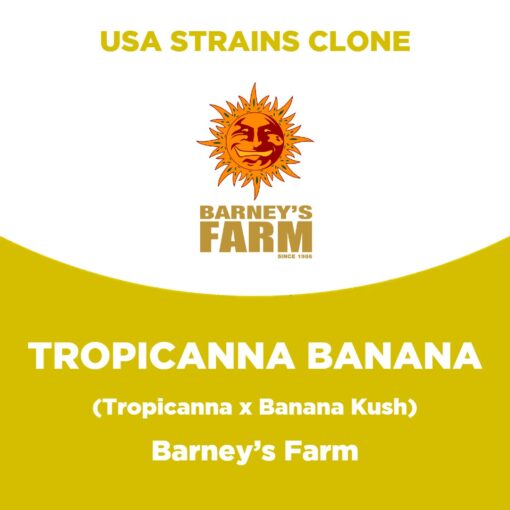 Tropicanna Banana