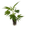 Talea Clone