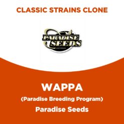 Wappa | Paradise Seeds | Classic Strains Clone
