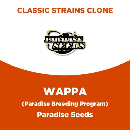Wappa | Paradise Seeds | Classic Strains Clone