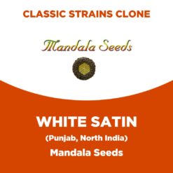 White Satin | Mandala Seeds | Classic Strains Clone