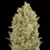 00 Cheese fem. 00 Seeds