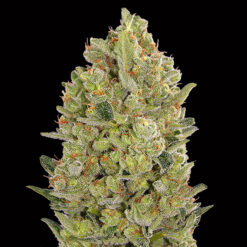00 Cheese fem. 00 Seeds