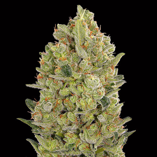 00 Cheese fem. 00 Seeds