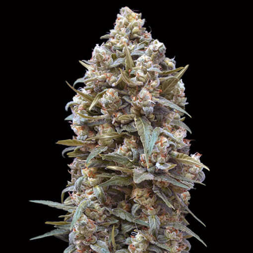00 Kush fem. 00 Seeds