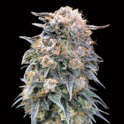 00 Kush Fast fem. 00 Seeds