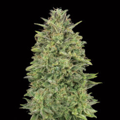 00 Skunk fem. 00 Seeds