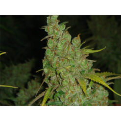 1024 fem. Medical Seeds