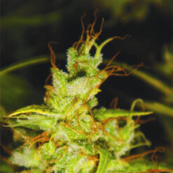 2046 fem. Medical Seeds