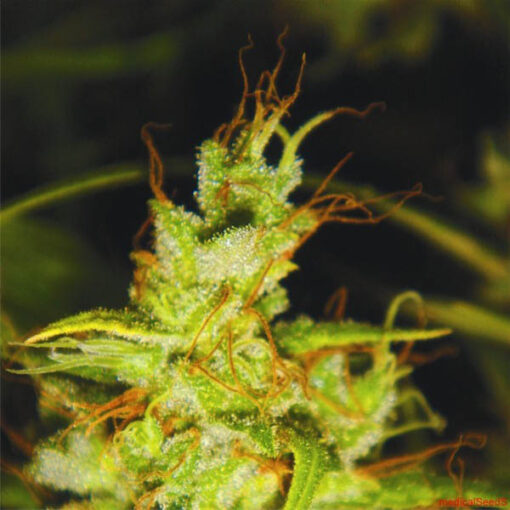 2046 fem. Medical Seeds