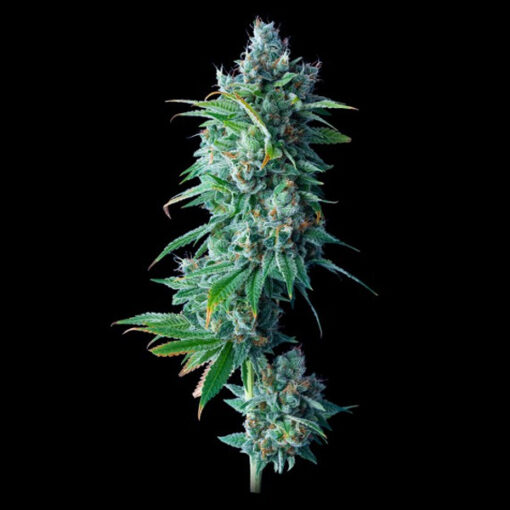 24K Gold fem. DNA Genetics
