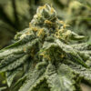 2y2 fem. R-Kiem Seeds