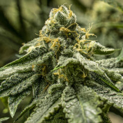 2y2 fem. R-Kiem Seeds
