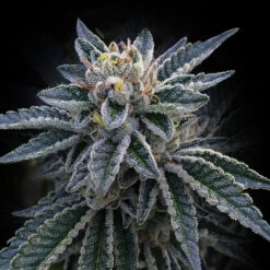 3 Peat fem. DNA Genetics