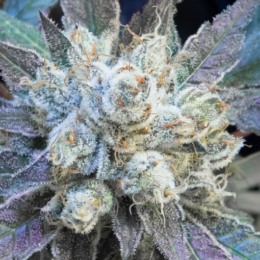 #9 Pound Hammer Fast fem. High Speed Buds