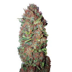 AC DC Cookies CBD+ CBD Buds