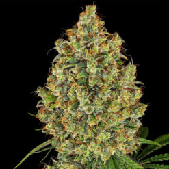 AK420 -  10 u. fem. White Label